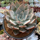 Echeveria 'Cuspidata v. Parrasensis' 4"-5" Succulent Plant