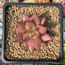 Echeveria Agavoides 'Sirus' 2" Succulent Plant