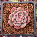 Echeveria 'Glam Pink' 1" Succulent Plant
