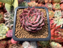 Echeveria sp. 1" Succulent Plant