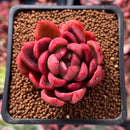 Echeveria Agavoides 'Abaresque' 2" Succulent Plant