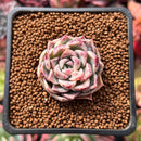 Echeveria Hybrid 1" Succulent Plant