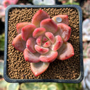 Echeveria sp. 1"-2" Succulent Plant
