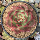 Echeveria Agavoides 'Amestro' 5" Succulent Plant