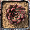 Echeveria Agavoides 'Red Bell' 3" Succulent Plant