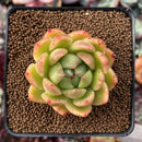 Echeveria Agavoides 'Jillian' 2" Succulent Plant