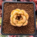 Echeveria Agavoides 'Silonica' 1" Succulent Plant