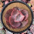Echeveria 'Candy Light' 4" Succulent Plant