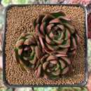 Echeveria Agavoides 'Arabesque' 3” Cluster Succulent Plant