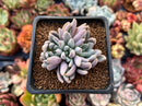 Echeveria 'Hamilton' 2" Cluster New Hybrid Succulent Plant