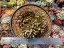 Echeveria Agavoides 'Elkhorn' Crested Cluster 7" Succulent Plant