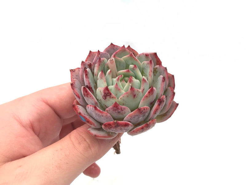 Echeveria ‘Amante’ 2" Succulent Plant
