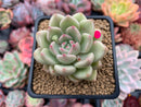 Echeveria Agavoides 'Arje' 2" Succulent Plant