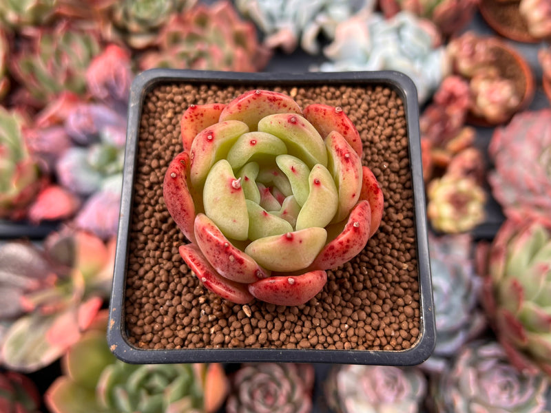 chanel plant pot Echeveria 'Chanel' 2" Succulent Plant – True Succulents Plant Co