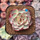 Echeveria 'Kakao Tips' 2" Succulent Plant