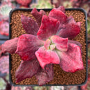 Echeveria 'Diamond State' Variegated 3" Succulent Plant