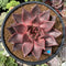 Echeveria Agavoides 'Romeo' 5" Succulent Plant