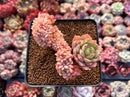 Echeveria 'Deren-Oliver' Crested 2"-3" Succulent Plant