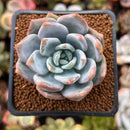 Echeveria 'Trumso' 1" Powdery Succulent Plant