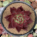 Echeveria Agavoides 'Hongro' 5" Succulent Plant