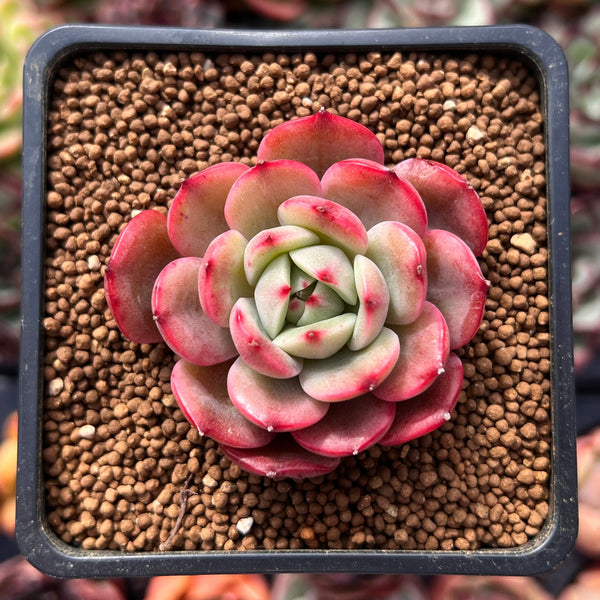 Echeveria Agavoides 'Star Boss' Lightly Variegated Form 1" Succulent Plant