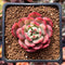 Echeveria Agavoides 'Star Boss' Lightly Variegated Form 1" Succulent Plant
