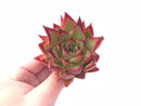 Echeveria Agavoides Ebony Hybrid 3” Rare Succulent Plant