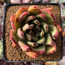 Echeveria Agavoides 'Mephisto' 2"-3" Succulent Plant