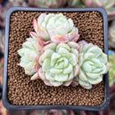 Echeveria 'Lemon Berry' 2" Cluster Succulent Plant