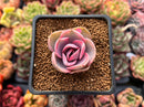 Echeveria 'Rainbow' Variegated 1" Succulent Plant