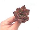 Echeveria Agavoides ‘Romeo’ 2”-3” Rare Succulent Plant