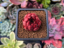 Echeveria Agavoides 'Golden Bear' 1" Succulent Plant