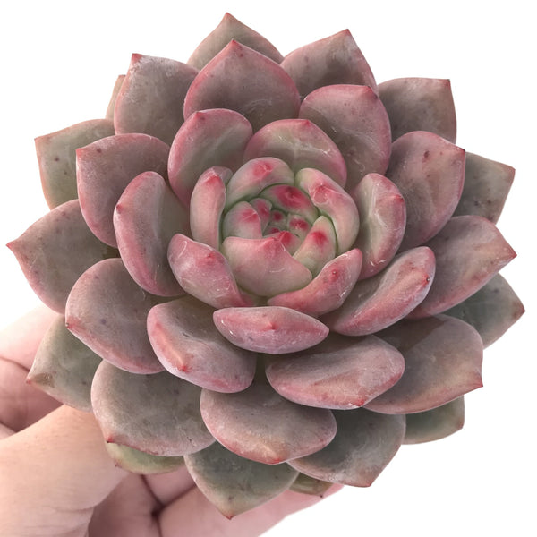 アリエル錦　Echeveria Ariel Echeveria 'Ariel' Extra Large 4