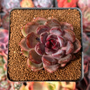 Echeveria 'Violet Cheese' 2" Succulent Plant