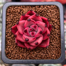 Echeveria Agavoides 'Taurus' 1" Succulent Plant