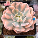 Echeveria Runyonii Variegated (Aka Echeveria 'Akaihosi' Variegated) 2" Succulent Plant