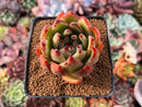 Echeveria Agavoides 'Mephisto' 2"-3" Succulent Plant
