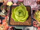 Haworthia 'Life Tigra' 1" Succulent Plant