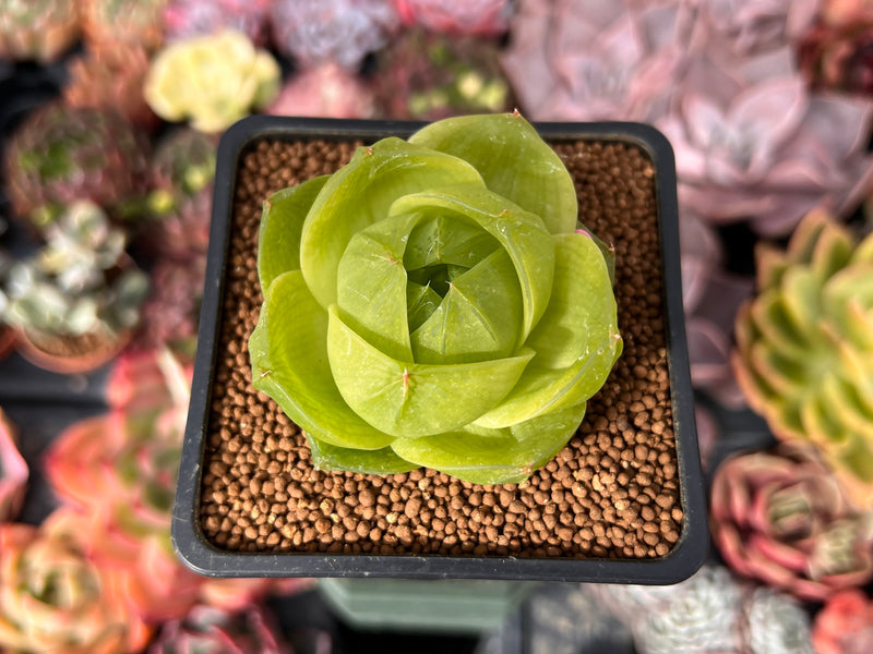Haworthia 'Life Tigra' 1
