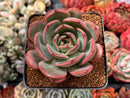 Echeveria 'Glam Pink' 3" Succulent Plan