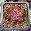 Echeveria Agavoides 'Almond' 1" Small Succulent Plant