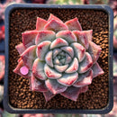 Echeveria 'Fresco' 2" New Hybrid Succulent Plant