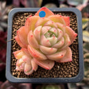 Echeveria Agavoides 'Spicy' 1" Cluster Succulent Plant