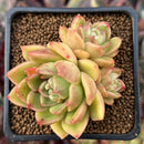 Echeveria Agavoides 'Bonasera' 2" Cluster *Blemished* Succulent Plant