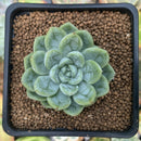Echeveria 'Elsa' 2" Succulent Plant