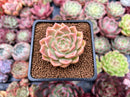 Echeveria 'Mario' Malgan Hybrid 1" New Hybrid Succulent Plant