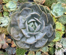 Echeveria 'Grand Shoes' 4"-5" Large Powdery Succulent Plant
