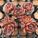 Echeveria 'Black Bird' 1" *Set of 5* Succulent Plants