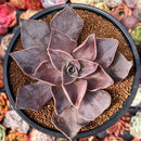 Echeveria 'Rodolfi' 4" Succulent Plant