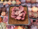 Echeveria 'Polari' 1" Succulent Plant